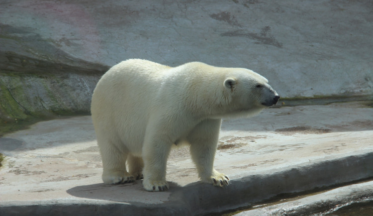 Brněnská zoo chladí zvířátka sprchami i ledovými dorty