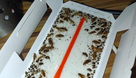 Švábi na baru i v lednici. Inspektoři zavřeli zamořený bar v Milevsku