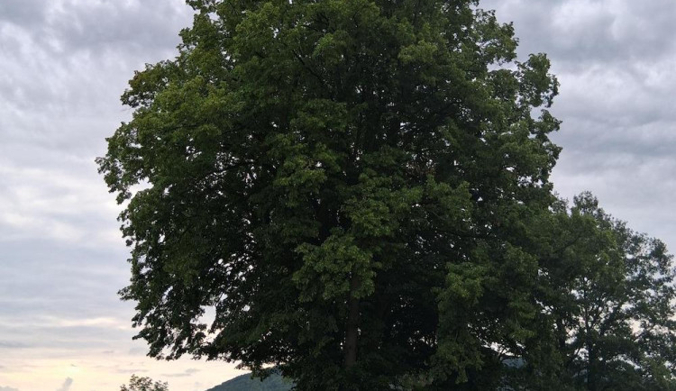 Nejen asfalt nebo mosty. Správa silnic v kraji pečuje i o čtyři památné stromy