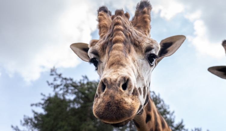 Zoo Praha posiluje chov žiraf. Z Nizozemska přijel osmiletý Finn