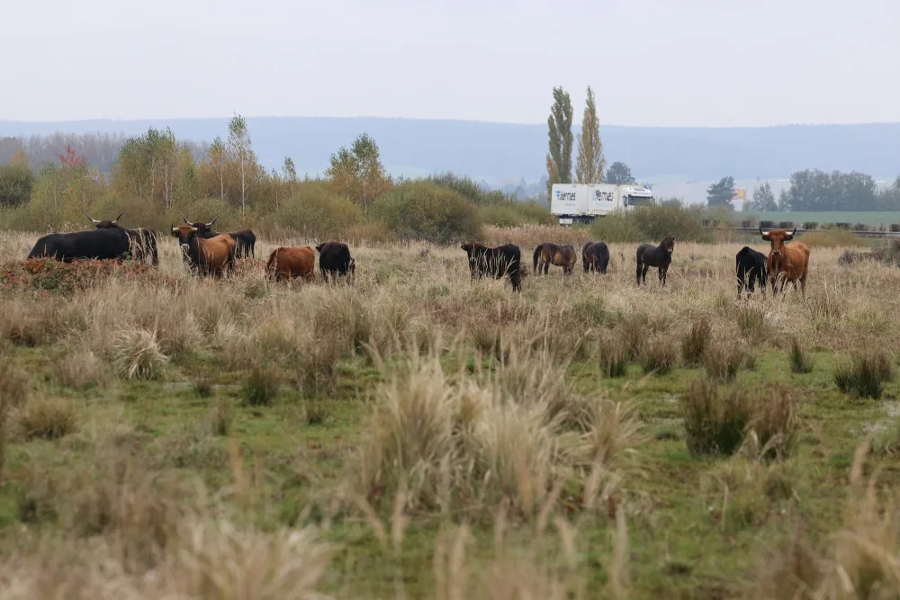 Firmy se mohou zapojit do eko projektu, první pomohl rozšířit Janovský mokřad, kde žijí pratuři a exmoorské pony
