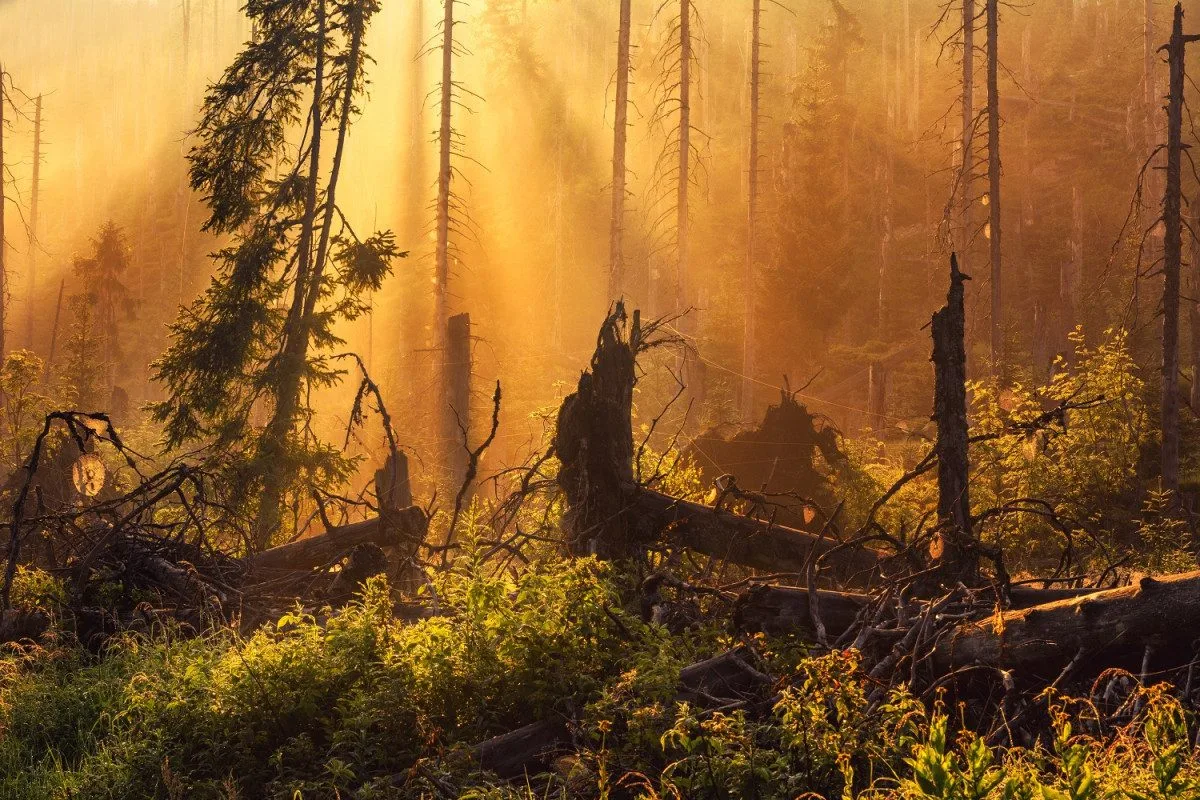 NP Šumava je krůček od nejvyšší světové ligy, ohrozit to ale může novela zákona