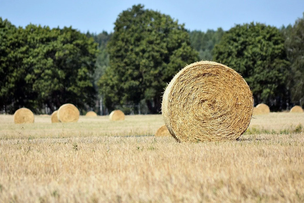 Zemědělské a průmyslové ceny v lednu meziročně klesly