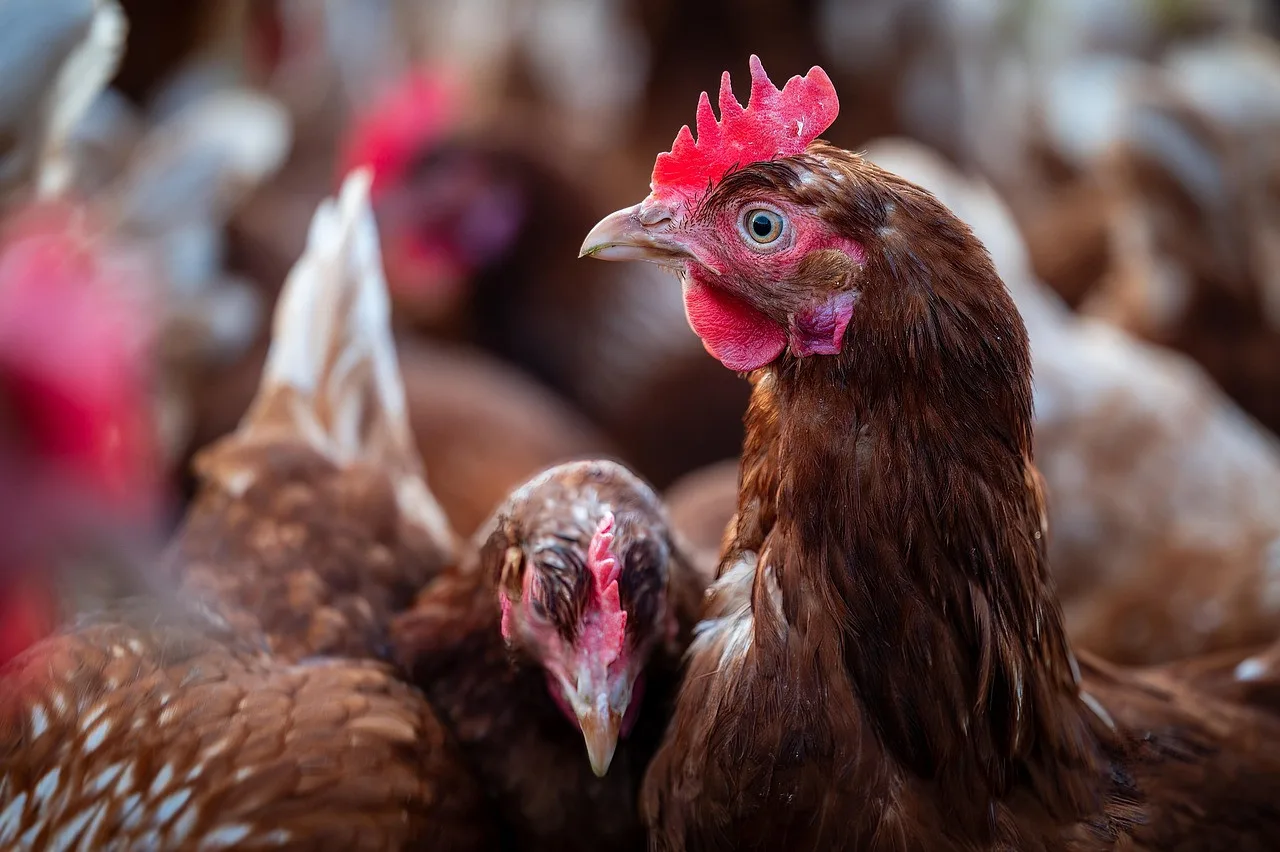 Česká produkce masa roste, drůbež táhne statistiky vzhůru