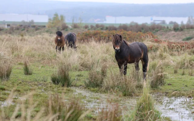 Firmy se mohou zapojit do eko projektu, první pomohl rozšířit Janovský mokřad, kde žijí pratuři a exmoorské pony
