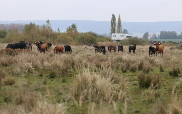 Firmy se mohou zapojit do eko projektu, první pomohl rozšířit Janovský mokřad, kde žijí pratuři a exmoorské pony