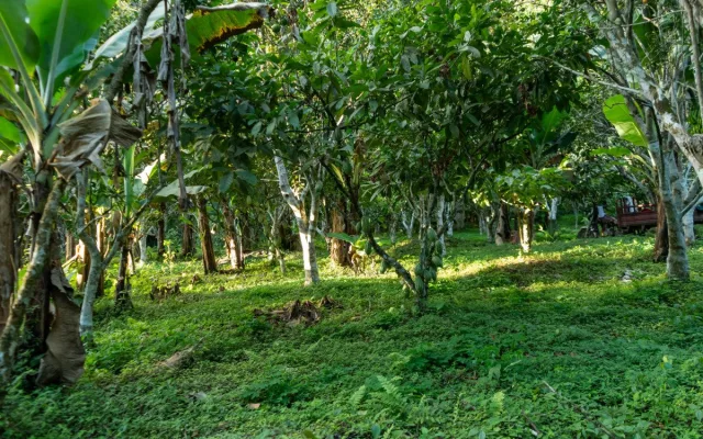 Koupili jsme plantáž. Pražská čokoládovna si poradila s nedostatkem kakaa na trhu