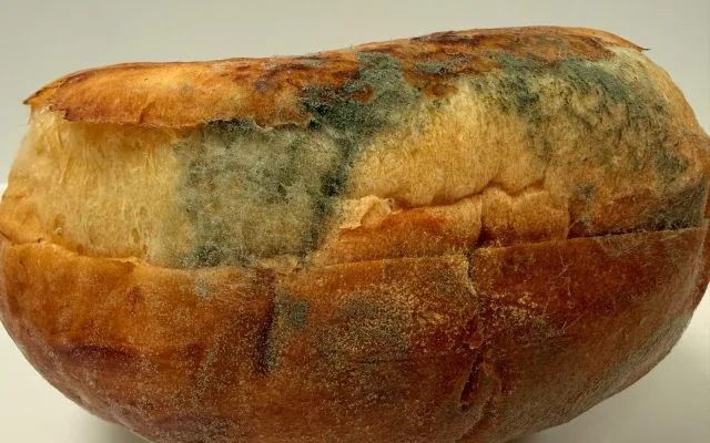 Brněnští vědci učí aplikaci poznat plíseň. Pomůže nevidomým, zapojit se může každý