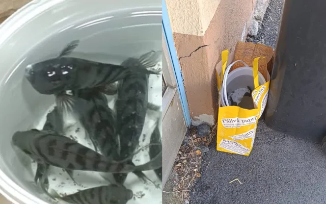Krutý počin chovatele. Akvarijní rybky nechal ve vedru v misce u popelnice