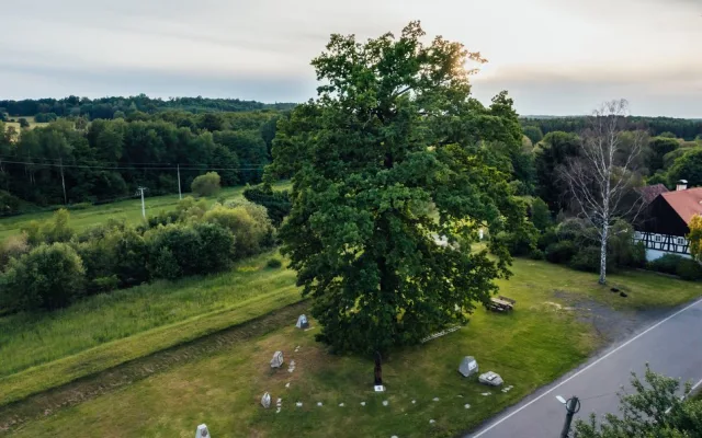 Dub z Višňové, který zachránil lidské životy, bojuje o titul Strom čtvrtstoletí