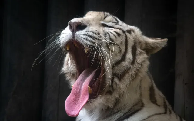 Proč už nechcete chovat bílé tygry, ptají se návštěvníci. Liberecká zoo vysvětluje