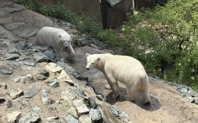 Brněnská zoo přišla v srpnu o tisíce návštěvníků. Mohla za to ukrutná vedra