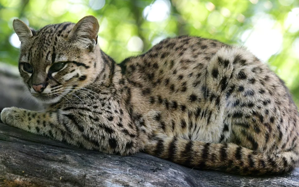 V olomoucké zoo se narodily malé šelmy. Dvě mláďata ocelotů dobře prospívají